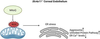 Mitochondrial ROS in Slc4a11 KO Corneal Endothelial Cells Lead to ER Stress